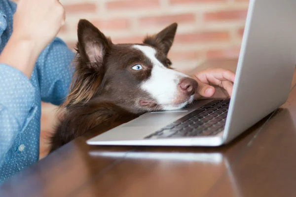Cachorro em frente a um notebook