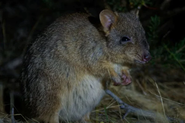 Foto colorida de espécie de marssupial, ameaçada de extinção, encontrado na Austrália - Metrópoles.