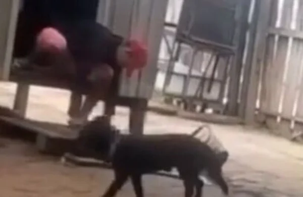 Vídeo: homem é flagrado esquartejando um gato no município