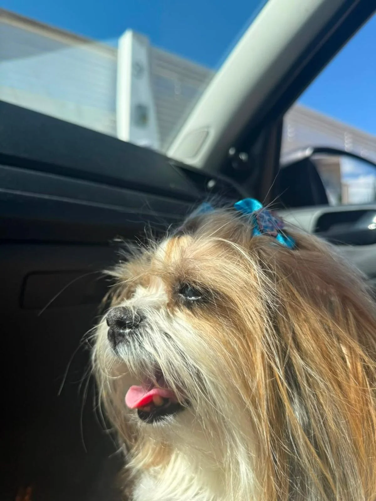 Desaparecimento e desova de shih tzu colocam em guerra duas famílias no DF - imagem 3 Desaparecimento e desova de shih tzu colocam em guerra duas famílias no DF - imagem 3