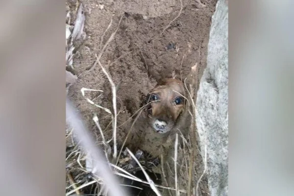 Cachorra cai em buraco