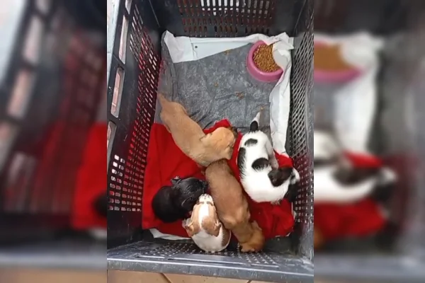 Imagem de cinco cães filhotes em uma caixa, comendo ração