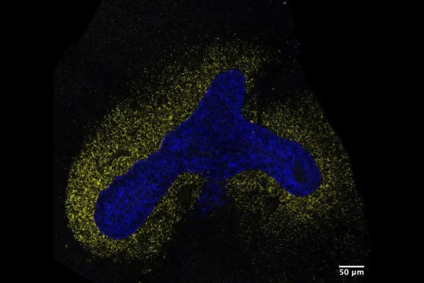 O pulmão ramificado em desenvolvimento em um sistema de cultura in vitro. célula. Metrópoles