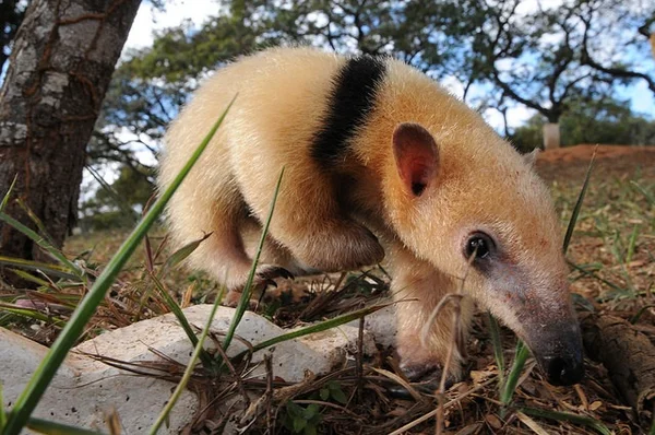 Zoológico de Brasília investe na readaptação de animais para soltura