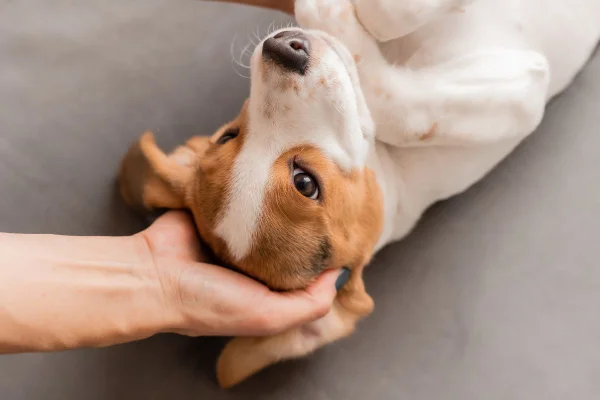 cachorro recebendo carinho na cabeça