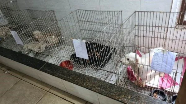 foto colorida de cachorros presos em gaiolas