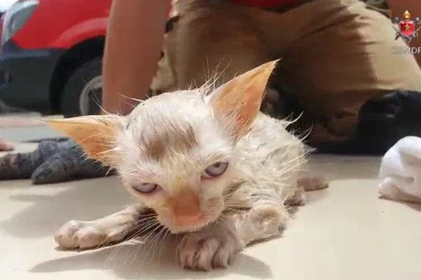 Vídeo: bombeiros salvam filhote de gato com respiração boca a boca