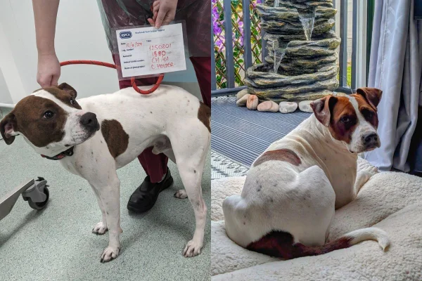 Montagem de duas imagens coloridas de cachorro resgatado