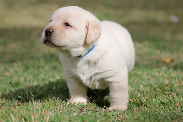EUA emite alerta sobre doença relacionada a carinho em pets