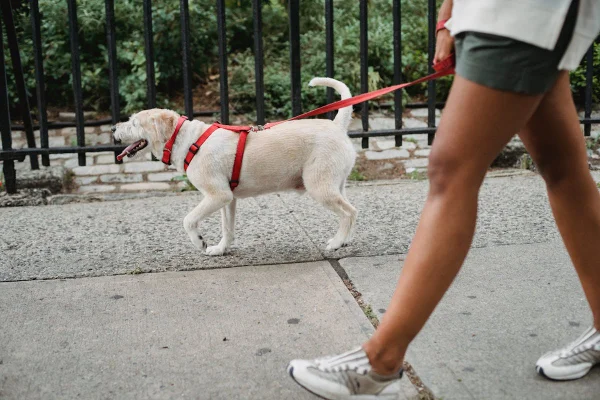 Pernas de mulher andando em calçada com cachorro ao lado - Metrópoles