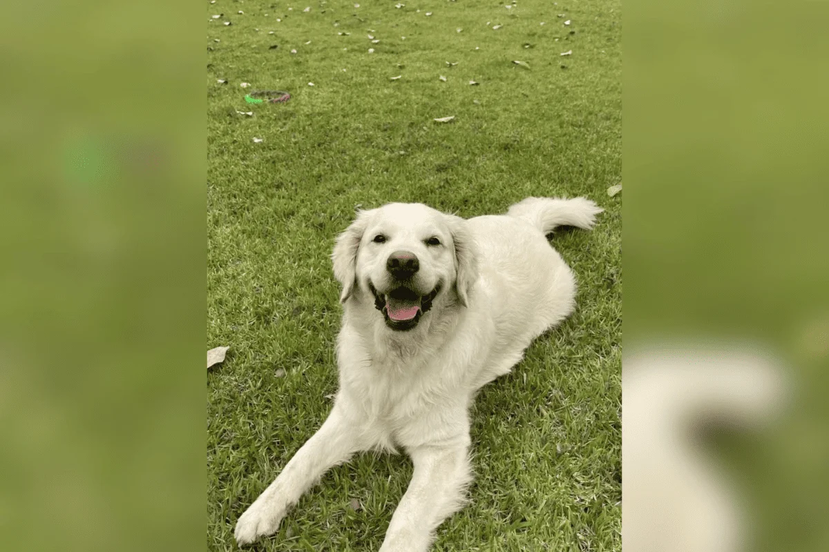 Caso aconteceu no Malabo Pet Resort, que se apresenta como o maior complexo pet da América Latina Caso aconteceu no Malabo Pet Resort, que se apresenta como o maior complexo pet da América Latina