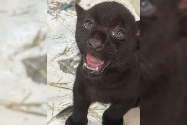 Três filhotes de onças-pintada com melanismo, uma condição que confere aos animais a coloração escura, nasceram em Cotia, na Grande SP - Metrópoles