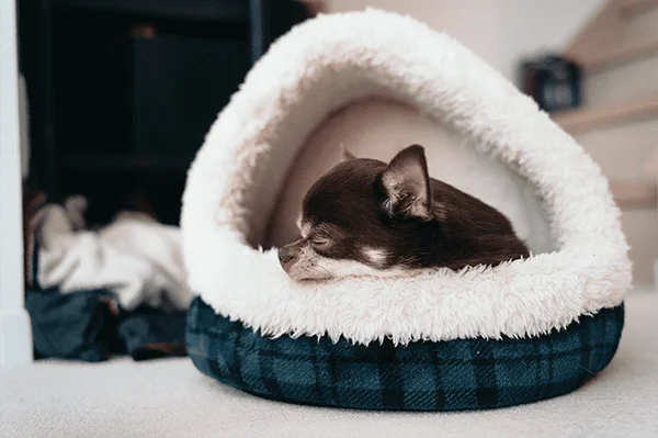 Na foto, uma cama de cachorro com um pet dentro - Metrópoles