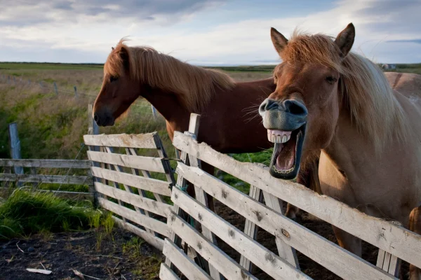 Relincho dos cavalos esconde mecanismo raro na natureza, diz estudo