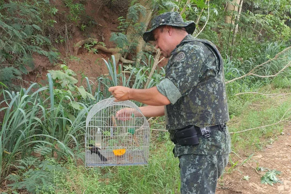 Morador de Lucélia (SP) tinha 12 aves em cativeiro; todos os pássaros foram soltos na natureza - Metrópoles