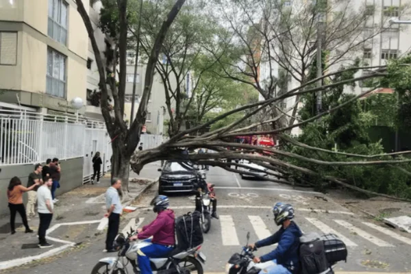 Imagem colorida de uma árvore caída no meio de uma rua da zona sul de São Paulo - Metrópoles