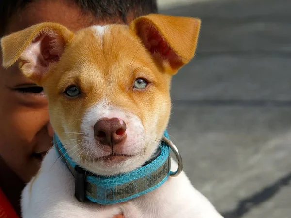 Você sabia que os cachorros podem ter espinhas na pele?