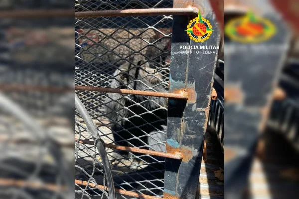 Bugio invade casa no SIA, assusta moradora e é resgatado pela PMDF