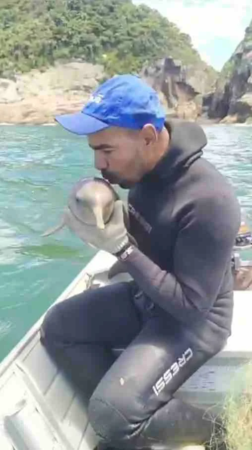 Pescador salva golfinho Pescador salva golfinho