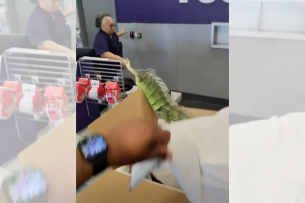 Iguana salta de caixa de encomenda e assusta funcionários