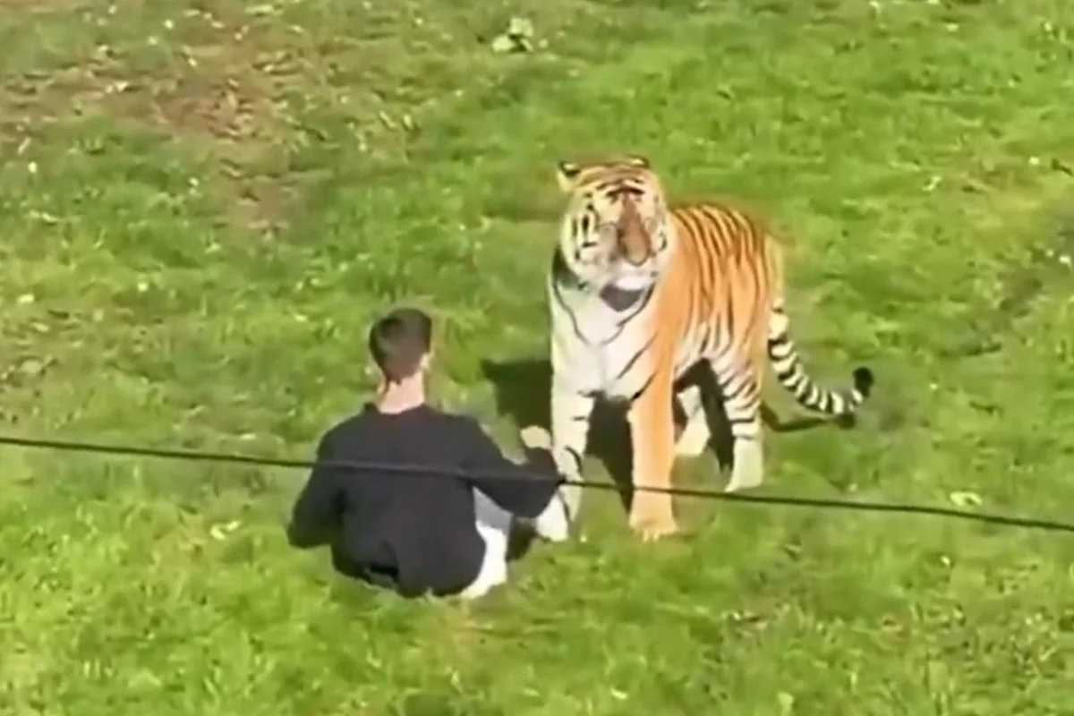 Ele morreu após ser atacado pelo tigre Ele morreu após ser atacado pelo tigre