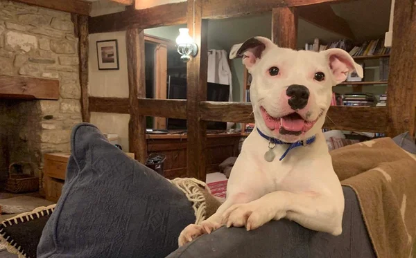 Abandonado às vésperas do Natal, cãozinho Snoop tem um novo lar