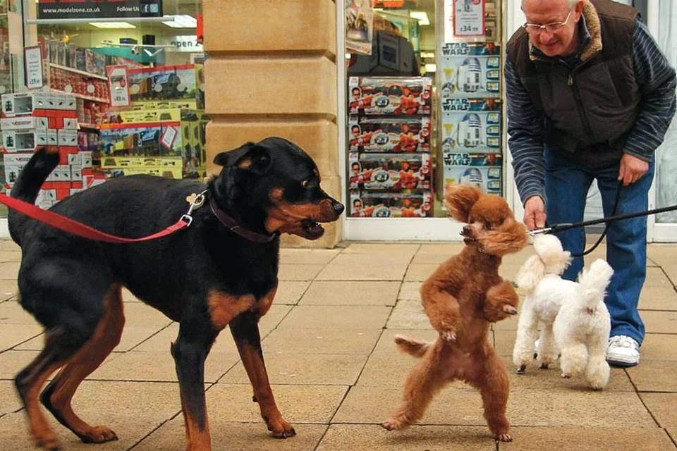 Cães são mais parecidos com humanos do que a gente imagina e nem sempre se dão bem entre si né? Cães são mais parecidos com humanos do que a gente imagina e nem sempre se dão bem entre si né?