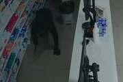 Ladrão se arrastando