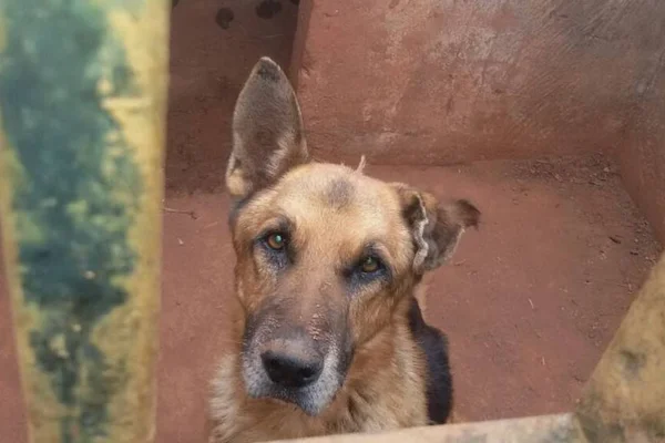 Cachorros morrem de fome em canil de Taguatinga