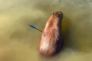 Capivara é atingida por flecha e morre após ser resgatada em represa - imagem 2