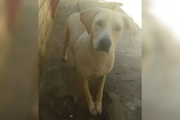 Cadela vítima de estupro foi resgatada