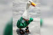 Pato Merlin Pato Merlin