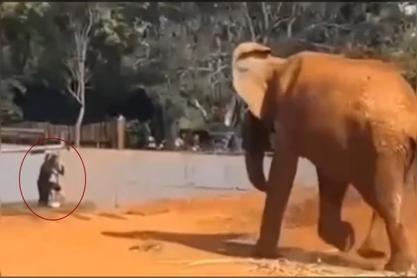 Veja o momento em que mulher invade recinto de elefante no zoo do DF
