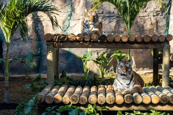 Após passarem por quarentena, os tigres-de-bengala já estão prontos para serem vistos por visitantes a partir do feriado de Corpus Christi - Metrópoles