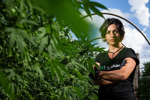 RJ: “Demanda é infinita”, diz responsável pela 1ª fazenda de Cannabis