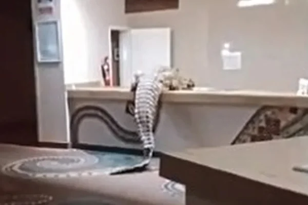 Imagem colorida, Crocodilo invade hotel de luxo na África e tenta entrar na cozinha - Metrópoles