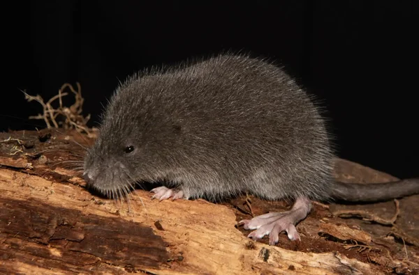 Cientistas descobrem mamífero raro que sabe nadar em floresta no Peru