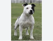 Cachorro da raça Staffordshire Bull Terrier Cachorro da raça Staffordshire Bull Terrier