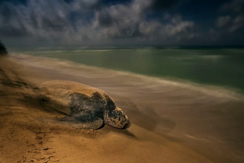 Behaviour: Amphibians and Reptiles category - The Ancient Ritual by Brian Skerry Behaviour: Amphibians and Reptiles category - The Ancient Ritual by Brian Skerry