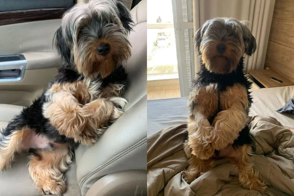 Montagem de dois cachorros com a pelagem marrom e preta - Metrópoles