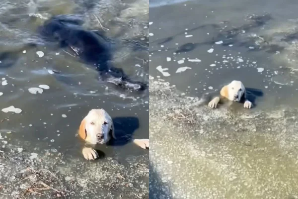 Montagem de duas imagens coloridas de cachorros em rio
