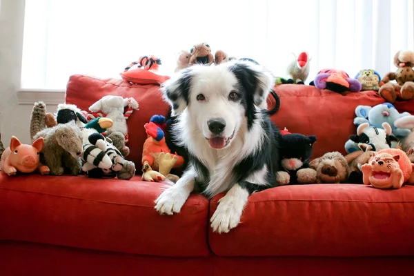 Produtos para cachorro