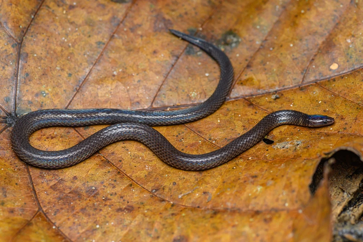 Cientistas descobrem como cobra dá cambalhotas para fugir de predadores