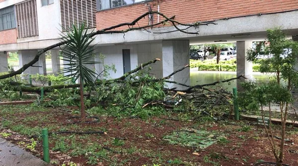 Árvore gigante de 535 anos é derrubada para virar cerca em SC