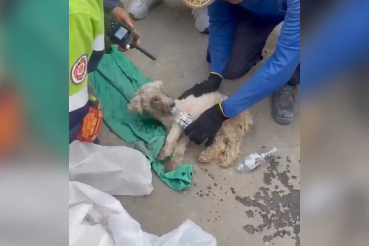 Cadela é resgatada viva após 29 dias sob escombros na Venezuela - imagem 3 Cadela é resgatada viva após 29 dias sob escombros na Venezuela - imagem 3