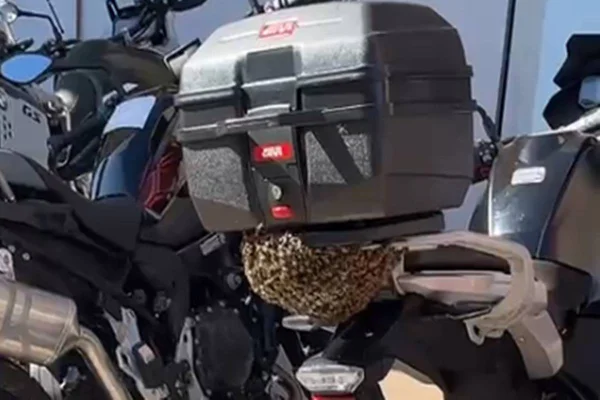 Enxame de abelhas em moto estacionada em loja de carros próxima ao Aeroporto Internacional de Brasília JK