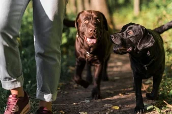 Cachorros andando junto com humanos