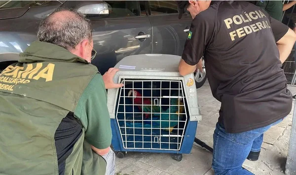 Imagem colorida PF e IBAMA apreendem aves compradas ilegalmente no Rio de Janeiro