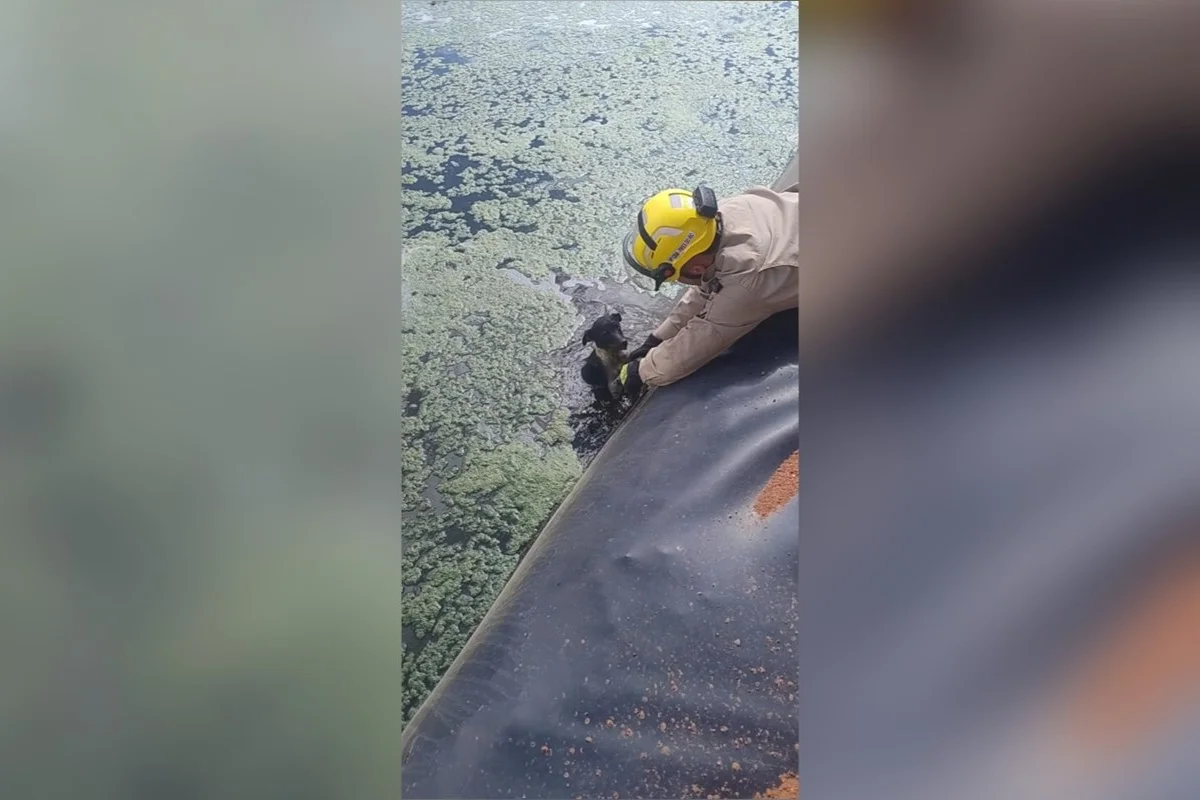 Cachorro é resgatado após cair em represa de frigorífico em GO