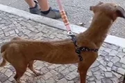 De acordo com a tutora, a cadela apresenta anemia profunda e está desnutrida